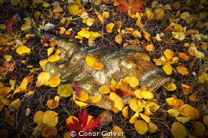 "Yellow Ray Fall" Stingrays often conceal themselves unde... by Conor Culver 